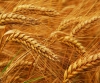 Пшеница Твердая 2 класс ГОСТ
