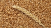 Пшеница 5 класс, зерно продаем франко-вагон FCA