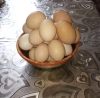 Яйцо куриное г. Малоярославец