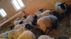 Продам овец и ярок Романовской породы
